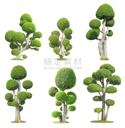 盆景,垂直画幅,美,形状,枝繁叶茂,美人,夏天,户外,特写,树林