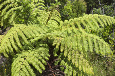 椤,Bay of Islands,Northland Region,高视角,枝繁叶茂,林区,澳大拉西亚,夏天,热带气候,植物学