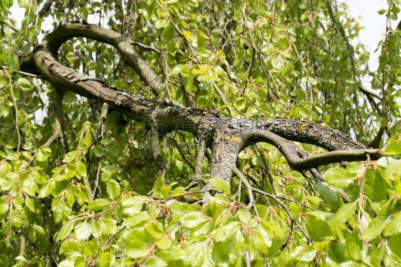 weeping beech,自然,水平画幅,绿色,枝繁叶茂,无人,山毛榉树,特写,春天,植物