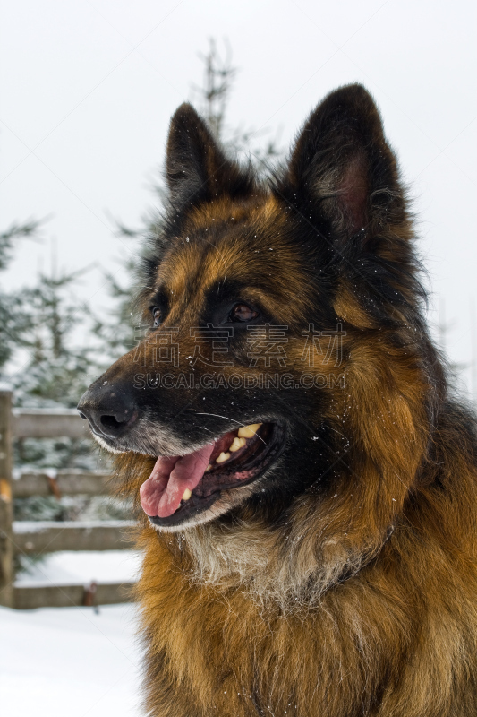 牧羊犬,壮丽冷杉,特弗伦犬,比利时牧羊犬,垂直画幅,美,褐色,雪,美人,动物身体部位