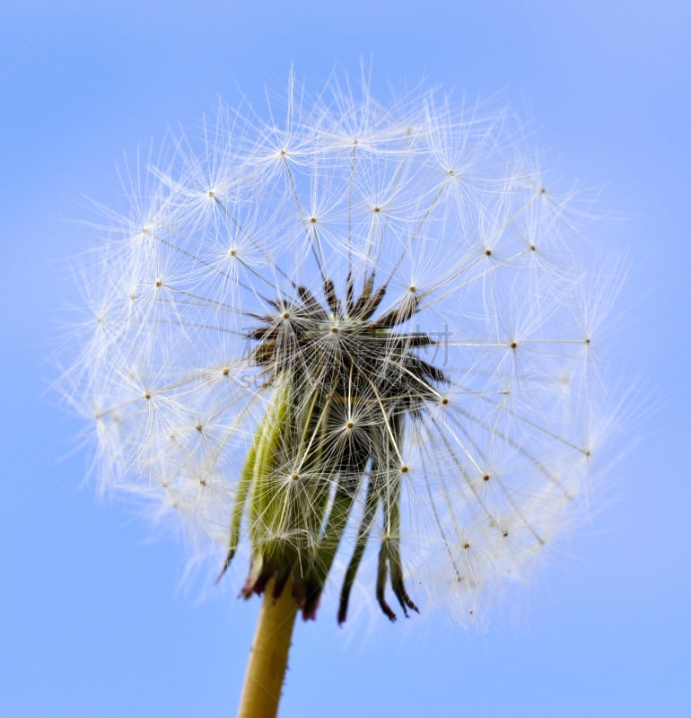 蒲公英,垂直画幅,天空,风,灰色,人的头部,蒲公英种子,水果,无人,蓝色