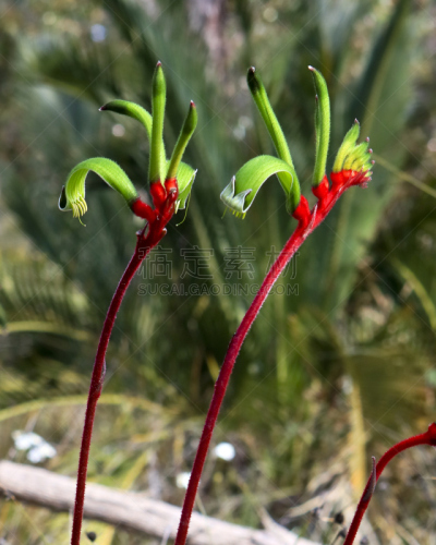 袋鼠爪花,澳大利亚文明,西,红松,绿色,自然,垂直画幅,植物,无人,野生植物