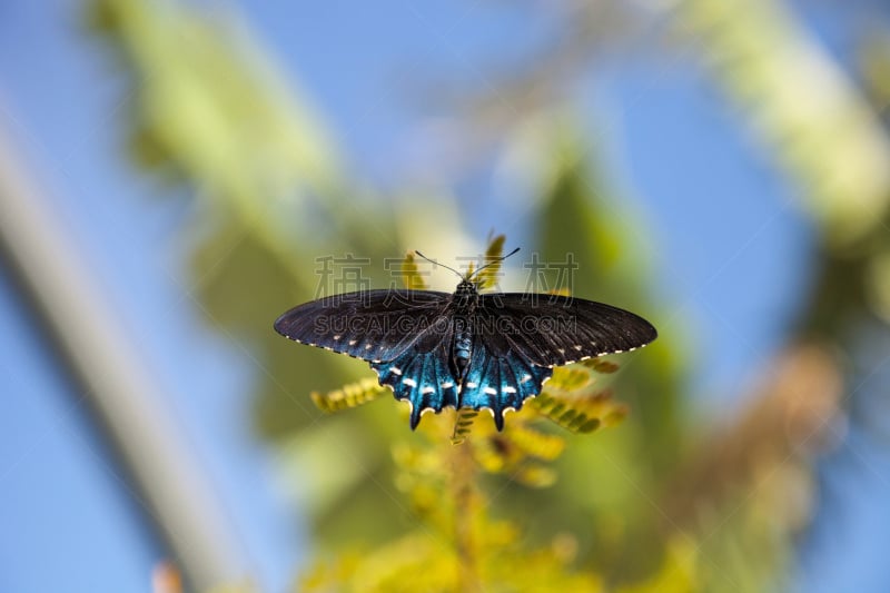 pipevine swallowtail butterfly,自然,野生动物,美国,水平画幅,无人,翅膀,脆弱,植物,昆虫