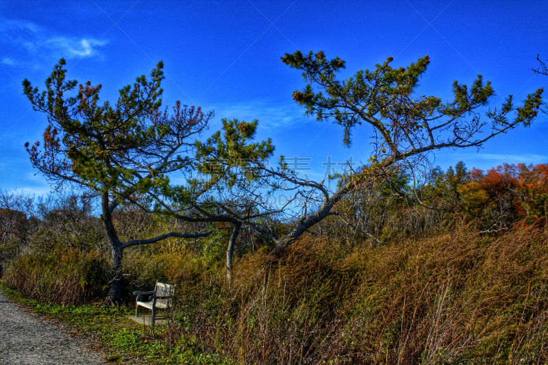 公园,长椅,海岸线,黑松,格林尼治,康涅狄格,松树,水平画幅,秋天,无人