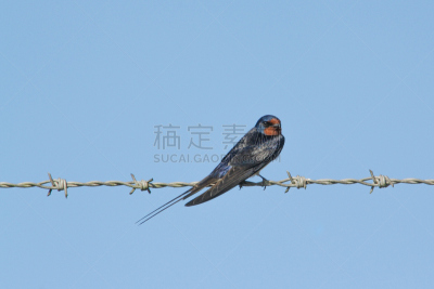 家燕,自然,美,野生动物,水平画幅,蓝色,鸟类,带刺铁丝网,黑色,北美歌雀