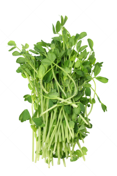 Mange-tout,球芽甘蓝,垂直画幅,绿色,无人,有机食品,生食,白色背景,背景分离,生长
