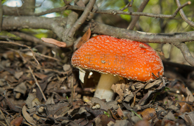 森林,蘑菇,毒蝇菇,褐色,花园矮人雕像,水平画幅,无人,户外,生物学,生长