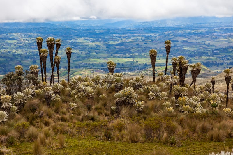 Andean landscape, frailejón moors in Tulcan, province of Carchi