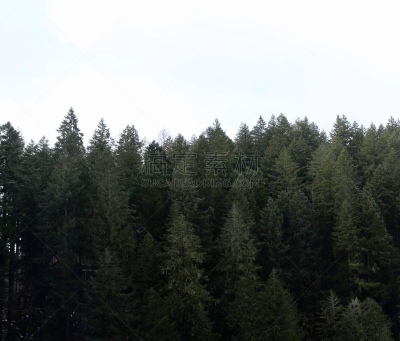 美国西北太平洋地区,林荫大道,纯净,花旗松,俄勒冈郡,自然美,杉树,松树,银瀑布州立公园,俄勒冈州