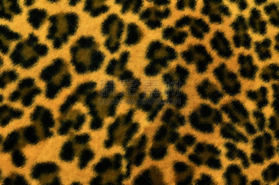 纹理,猎豹纹,美洲狮,猎豹,野生猫科动物,水平画幅,纺织品,绘画插图,动物身体部位,反差