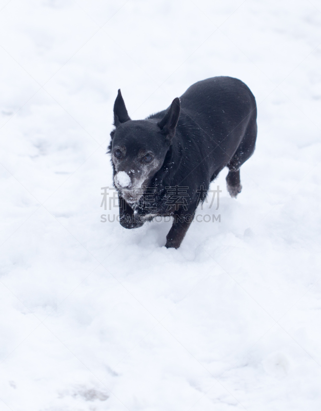 dog running outdoors in winter