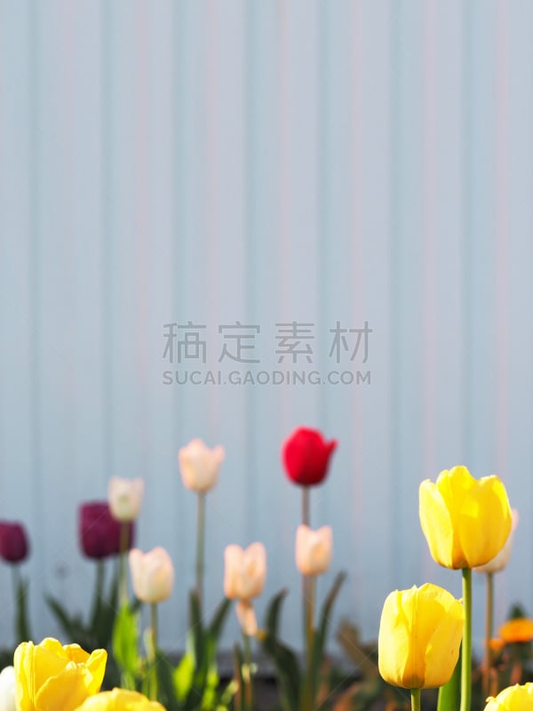 选择对焦,郁金香,白色,蓝色,红色,丁香花,紫色,黄色,围墙,停车楼