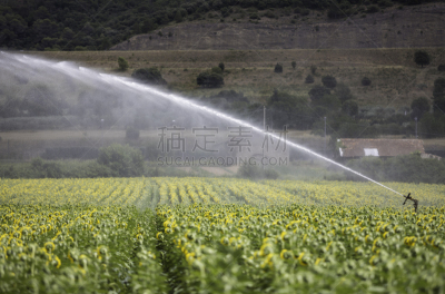 向日葵,田地,农场,水,夏天,普罗旺斯,耕地,风景,清新,花头
