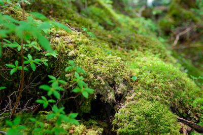 长野县,苔藓,yachiho,森林,苏格兰高地,圣玛丽,美,度假胜地,水平画幅,枝繁叶茂