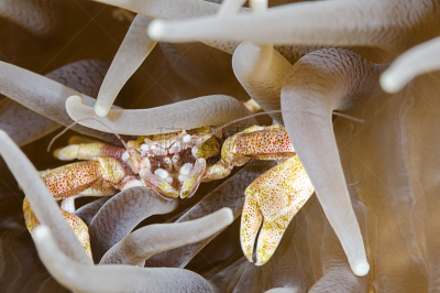 porcelain crab,自然,共栖,水平画幅,无人,indopacific ocean,水下,海洋生命,特写,海洋