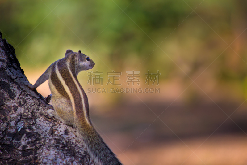 松鼠,自然,野生动物,水平画幅,可爱的,草原土拨鼠,鼯鼠,旱獭,印度,花栗鼠