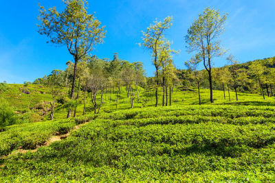 努沃勒埃利耶,茶树,康提,康提区,慕那尔,大吉岭,斯里兰卡,水平画幅,山,无人
