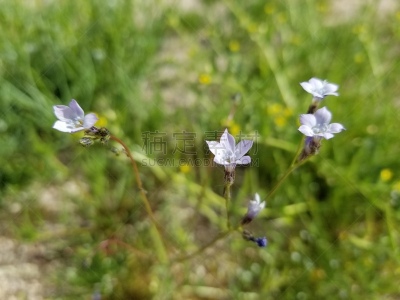 花荵科,约书亚树,香蒲,星星,国家公园,植物学,莫哈韦沙漠,灵性,浪漫,野生动物