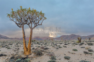 芦荟树木,瑞切维国家公园,北开普省,水平画幅,无人,蓝色,非洲,户外,阳光光束,日光