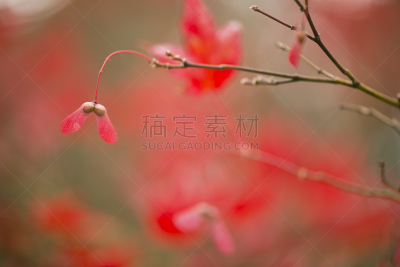 枫树,种子,鸡爪枫,翅膀,水平画幅,无人,特写,明亮,植物,十月
