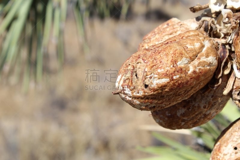 种子,约书亚树,选择对焦,韧性,沙漠,植物,水果,户外,生态保护区,克服困难