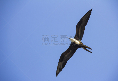 自然美,宁静,军舰鸟,自由,野生动物,环境,翅膀,鹪鹩,北美歌雀,动物