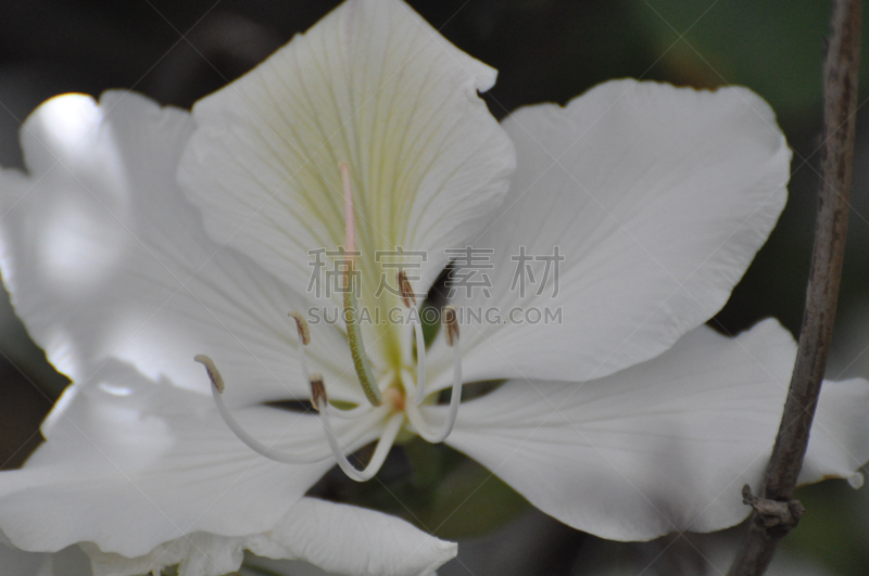 白色,仅一朵花,佩塔提克瓦,春天,植物,水平画幅,无人,花头,以色列,摄影