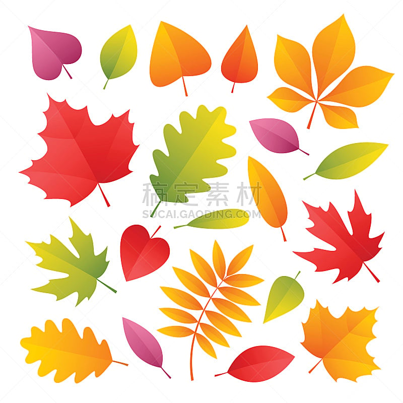 秋天,叶子,色彩鲜艳,绘画插图,明亮,橙子,白色,植物学,矢量,金色