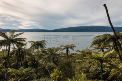 lake tarawera,在上面,水平画幅,无人,黄昏,户外,棕榈树,雨林,新西兰,椤