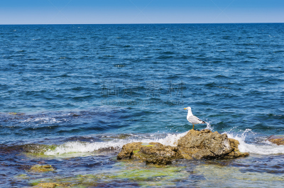 海洋,海鸥,环境,天气,海浪,克里米亚,动物,鸟类,巨石,海岸线