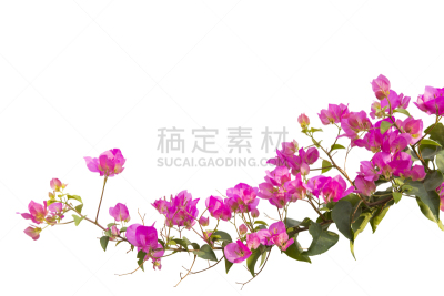 三角梅,分离着色,白色背景,自然,黄色,贺卡,太空,泰国,冬天,图像