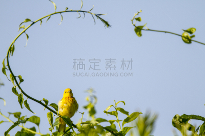 在下面,鸣鸟,布利斯托,黄腰柳莺,野生动物,水平画幅,无人,鸟类,马萨诸塞,夏天