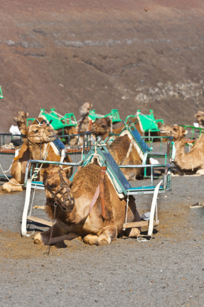 timanfaya national park,单峰骆驼,兰萨罗特岛,鞍,垂直画幅,沙子,火山地形,大西洋群岛,夏天,户外