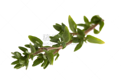 白色,清新,草本,公园,水平画幅,无人,户外,特写,植物,装饰菜
