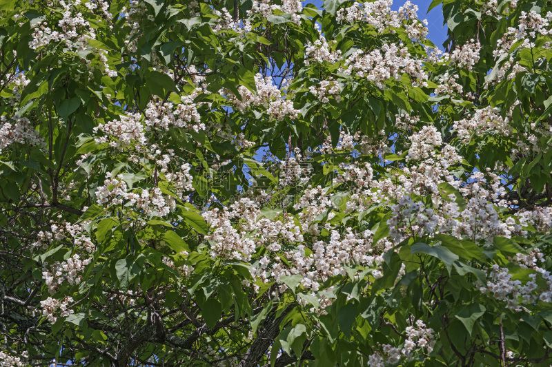 花朵,紫薇科树,自然,植物,水平画幅,无人,花头,树,摄影,花