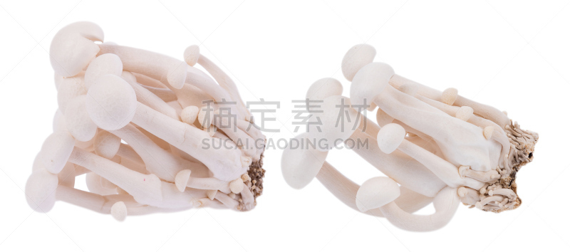 姬菇,白色,分离着色,白色背景,褐色,水平画幅,素食,无人,泰国,食用菌