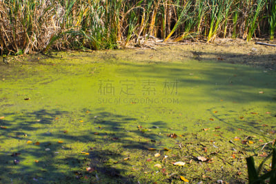 浮萍,水面,绿藻,自然,簇叶从生的,式样,水平画幅,无人,藻类,有机食品