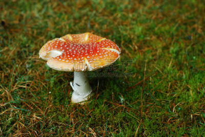 红色,蘑菇,自然,植物,伞形毒菌,水平画幅,无人,有毒生物体,草,橙色伞菌