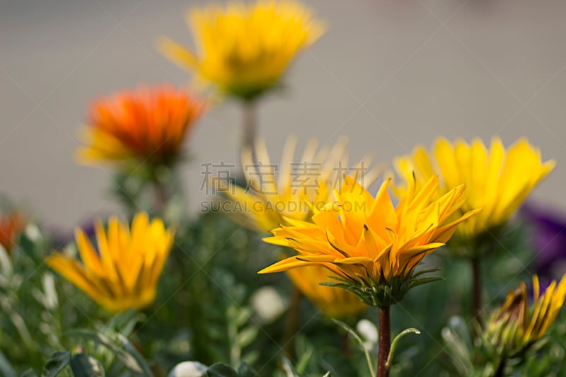 侧面视角,菊花,杂色菊属,自然,拍摄场景,野生动物,水平画幅,生物,无人,户外