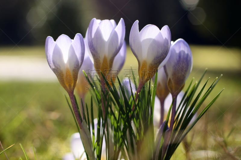 番红花属,花朵,花边灯笼裤,鸢尾,水平画幅,户外,开花时间间隔,光,大特写,花头