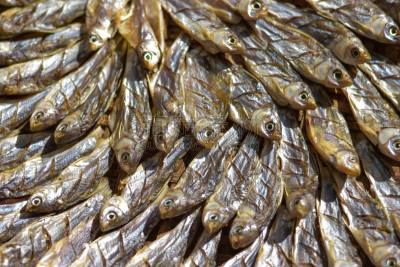 干的,太阳,顺序,公亩,淡水鱼,褐色,水平画幅,海产,户外,饮料