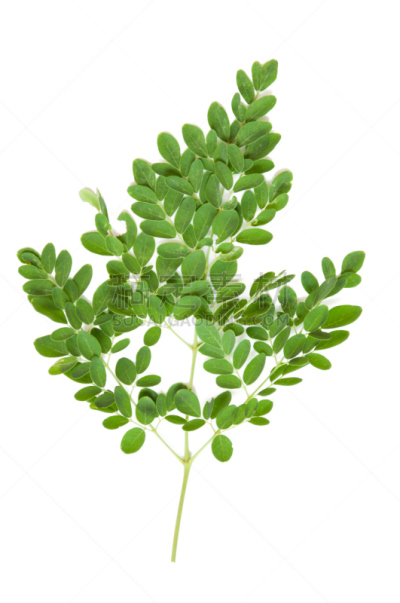 叶子,绿色,鼓槌,萝卜,马,垂直画幅,钙,生食,维生素,泰国