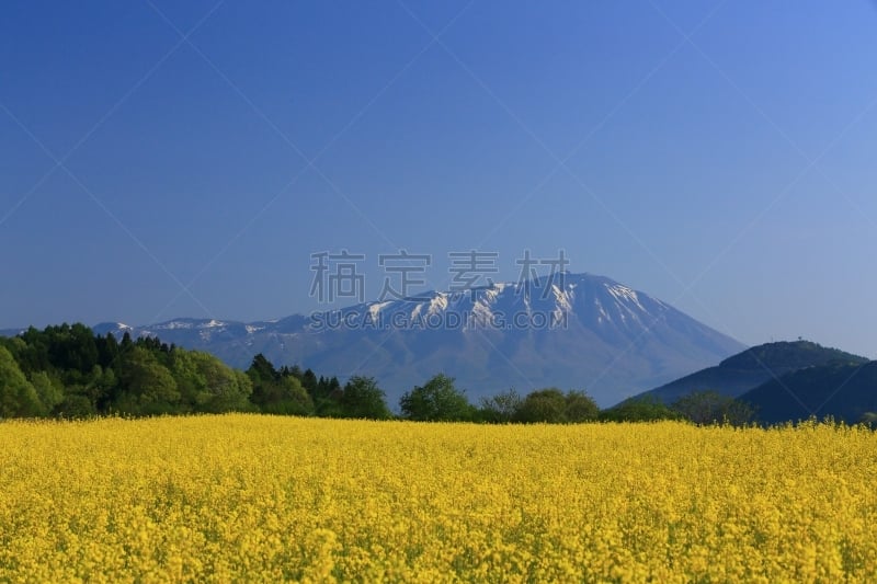 油菜花,山,农业,旅途,著名自然景观,自然美,春天,植物,夏天,户外