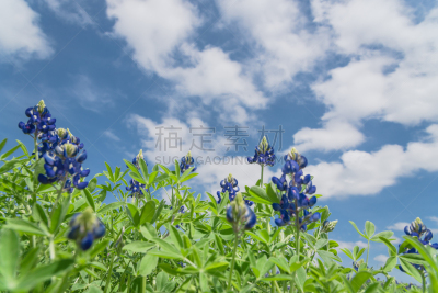 天空,矢车菊,蓝色,花朵,在下面,低视角,雾,特写,水平画幅,山