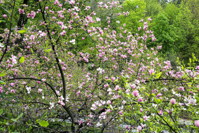 玉兰类,花朵,旱莲,郁金香树,水平画幅,无人,夏天,户外,特写,植物