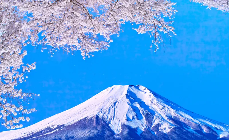 樱花 富士山 自然 水平画幅 快乐 雪 日本 户外 雪山 四季图片素材下载 稿定素材