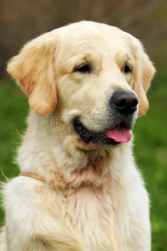 户外 狗 幸福 自然美 夏天 金毛寻回犬 垂直画幅 美 寻回犬 美人图片素材下载 稿定素材 户外 狗 幸福 自然美 夏天 金毛寻回犬 垂直画幅 美 寻回犬 美人图片素材下载 稿定素材