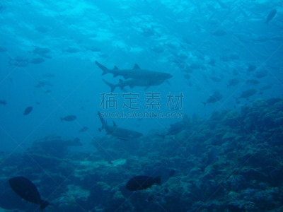 鲨鱼,黑尖鳍角鲨,礁鲨,鱼群,大群动物,图像,光效果,光,2015年,水平画幅