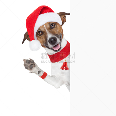 狗,杰克拉瑟短腿犬,圣诞帽,留白,梗犬,圣诞老人,白色,冬天,庆祝