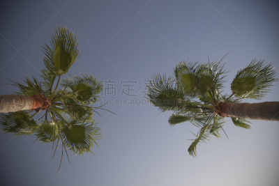 棕榈树,椰子树,天空,美,气候,水平画幅,枝繁叶茂,无人,夏天,户外